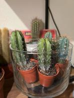 Mini Cactus - Leuk en Decoratief!, Volle zon, Vaste plant, Bloeit niet, Ophalen