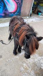 Kunstof zwart Shetlander tuig, Ophalen of Verzenden, Gebruikt, Overige soorten