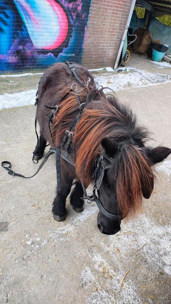Kunstof zwart Shetlander tuig, Dieren en Toebehoren, Paarden en Pony's | Hoofdstellen en Tuigage, Gebruikt, Overige soorten, Ophalen of Verzenden