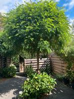 Twee prachtige bolacacia’s, Tuin en Terras, Planten | Bomen, Verzenden, Volle zon, Overige soorten