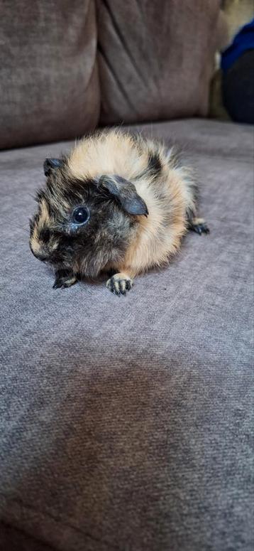 Super lieve jonge Borstel cavia  beschikbaar voor biedingen