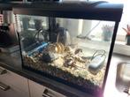 HS Aqua Platy 50 LED Black - Aquarium, Dieren en Toebehoren, Ophalen, Gebruikt, Leeg aquarium