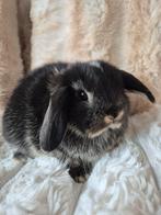 Jonge NHD x Minilop voedster., Dieren en Toebehoren, Konijnen, Vrouwelijk, Dwerg, Hangoor, 0 tot 2 jaar