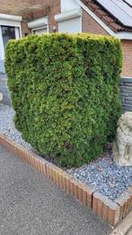 Taxus gezonde haagplant 110h x 80br zelf uitdoen, Tuin en Terras, Haag, Taxus, Ophalen, 100 tot 250 cm