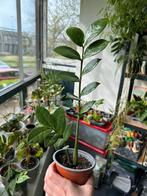 Zamioculcas, Huis en Inrichting, Kamerplanten, Overige soorten, Minder dan 100 cm, Ophalen of Verzenden, Halfschaduw