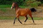 New Forest Ruin, grote D pony, Dieren en Toebehoren, Pony's, Gechipt, Ruin, 0 tot 2 jaar, Onbeleerd