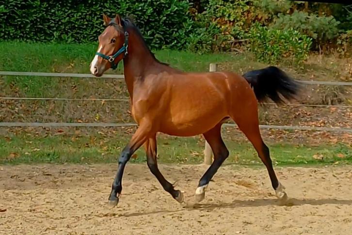 New Forest Ruin, grote D pony, Dieren en Toebehoren, Pony's, Ruin, Onbeleerd, D pony (1.37m tot 1.48m), 0 tot 2 jaar, Met stamboom
