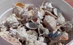 Diverse Schelpen Verzameling, Ophalen, Schelp(en)