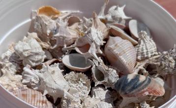 Diverse Schelpen Verzameling beschikbaar voor biedingen