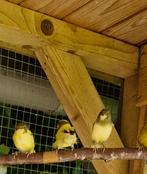 10 bonte kanaries 2025 en 2024, Dieren en Toebehoren, Vogels | Kanaries, Meerdere dieren