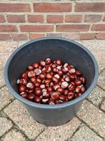 🪴 2 x POT MET WILDE KASTANJES VOOR KNUTSELEN ENZ...., Ophalen of Verzenden, Nieuw, Materiaal