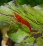 Neocaridina dwerg garnalen bloody mary, Kreeft, Krab of Garnaal