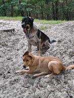 Goede baasjes gezocht door huidig baasje, Rabiës (hondsdolheid), Reu, 1 tot 2 jaar, Groot