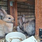 Twee lieve konijntjes te koop., Dieren en Toebehoren, Konijnen, Meerdere dieren, Klein, Hangoor, 0 tot 2 jaar