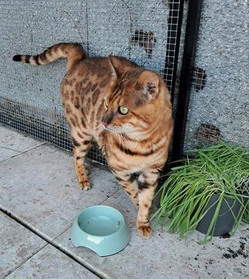 Bengaal Dekkater is beschikbaar voor dekkingen. beschikbaar voor biedingen