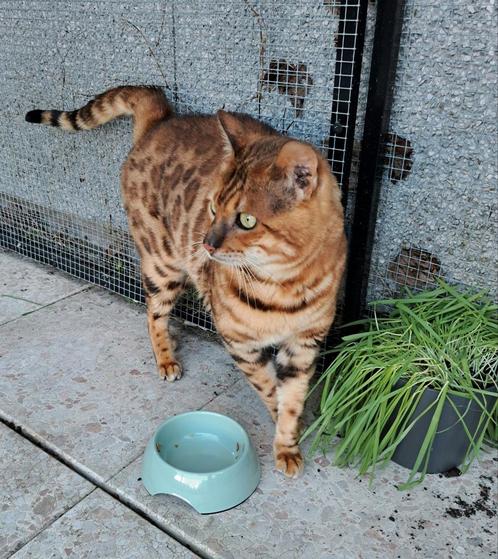 Bengaal Dekkater is beschikbaar voor dekkingen., Dieren en Toebehoren, Katten en Kittens | Dekkaters