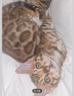 MOGEN VANDAAG WEG Bengaalse kittens, Dieren en Toebehoren, Katten en Kittens | Raskatten | Korthaar, Meerdere dieren, Gechipt