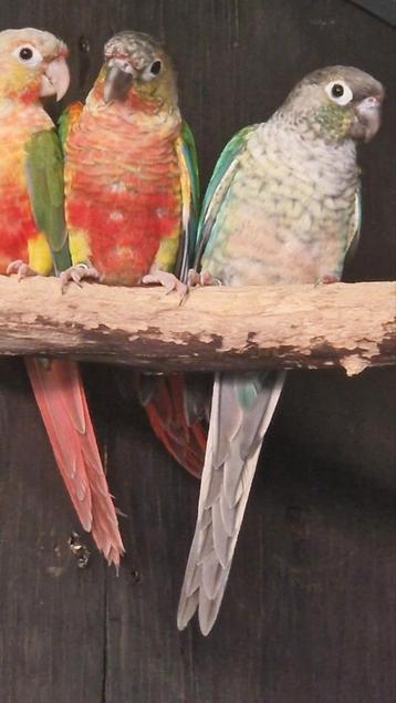  pyrrhura molinea split lutino beschikbaar voor biedingen