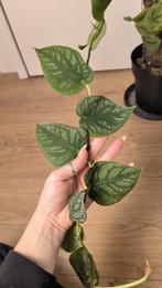 Monstera Dubia op mospaal, Huis en Inrichting, Kamerplanten, Ophalen, 100 tot 150 cm, Overige soorten, Halfschaduw