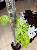 monstera adansonii, monkey leaf, Ophalen, Halfschaduw, Minder dan 100 cm