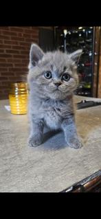 Britse korthaar, Poes, Ontwormd, 0 tot 2 jaar