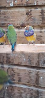 Jonge gouldamadine Ze worden buiten gehouden., Dieren en Toebehoren, Vogels | Overige Vogels, Meerdere dieren, Tropenvogel