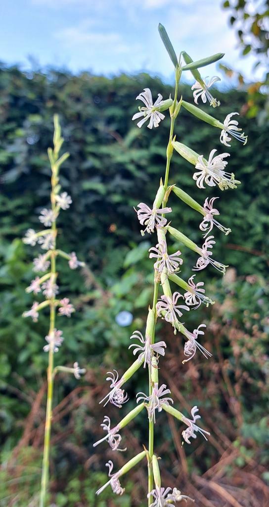 Zaden silene nutans inheems, Tuin en Terras, Bloembollen en Zaden, Volle zon, Verzenden