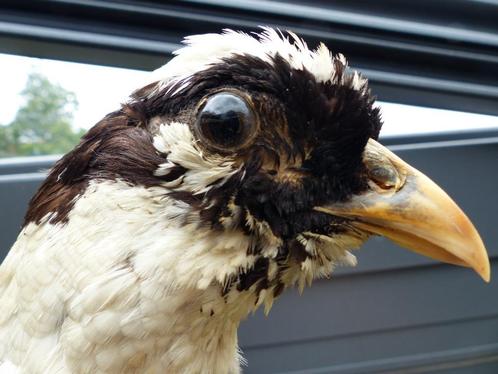 Oude Taxidermie Opgezette Fazant met lange staart 1.30 lang, Verzamelen, Dierenverzamelingen, Zo goed als nieuw, Opgezet dier