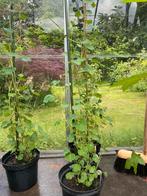Tropaeolum tuberosum ‘Ken Aslet’, Ophalen, Zomer, Volle zon