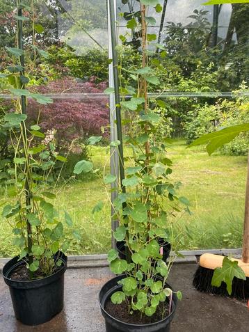 Tropaeolum tuberosum ‘Ken Aslet’ beschikbaar voor biedingen