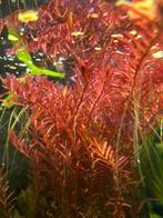 Rotala rotundifolia “Red”, Ophalen, Nieuw, Plant(en), Steen of Hout