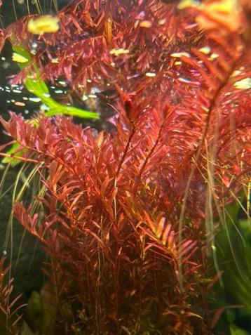 Rotala rotundifolia “Red” beschikbaar voor biedingen