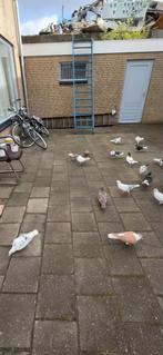 Syrische duiven, Dieren en Toebehoren, Vogels | Overige Vogels, Meerdere dieren