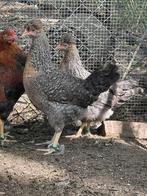 1 haan en 3 hennen cream legbar van 2025 (groenleggers), Dieren en Toebehoren, Pluimvee, Meerdere dieren, Kip