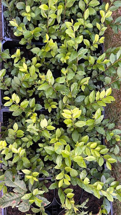 Liguster ovalifolium, haagliguster., Tuin en Terras, Planten | Struiken en Hagen, Liguster, Ophalen