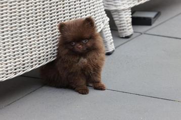 🐾 Pomeriaan pups – 100% FCI lijnen 🐾 beschikbaar voor biedingen