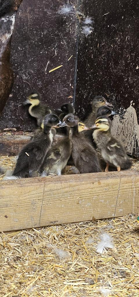 Loopeenden pulletjes, Dieren en Toebehoren, Pluimvee, Eend, Geslacht onbekend