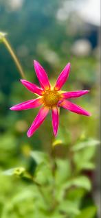 Dahlia 40, Ophalen, Zomer, Overige soorten, Volle zon