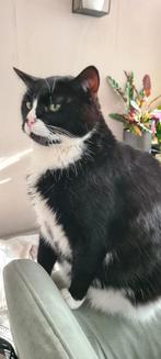 Lieve poes zoekt ander goed huisje, Dieren en Toebehoren, Katten en Kittens | Dekkaters