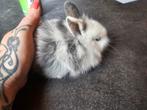 Baby konijntjes, Dieren en Toebehoren, Konijnen, Meerdere dieren, Dwerg, 0 tot 2 jaar