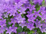 Campanula Portenschlagiana, Ophalen, Bodembedekkers, Volle zon, Vaste plant