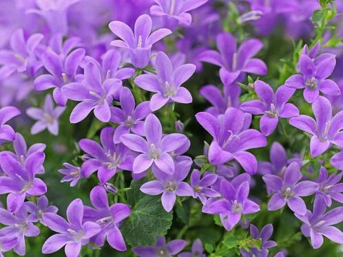 Campanula Portenschlagiana, Tuin en Terras, Planten | Tuinplanten, Vaste plant, Bodembedekkers, Volle zon, Zomer, Ophalen