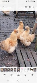 leuke zijdehoender haantjes, Dieren en Toebehoren, Vrouwelijk, Kip