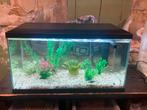 Aquarium 60 liter, Ophalen, Zo goed als nieuw, Gevuld zoetwateraquarium