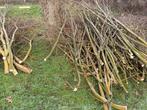 Gratis takken van wilgen / wilgentenen, Bloeit niet, Overige soorten, 100 tot 250 cm, Ophalen