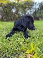 Labmaraner pups ( labrador x weimaraner ), Dieren en Toebehoren, Honden | Retrievers, Spaniëls en Waterhonden, Nederland, Overige rassen