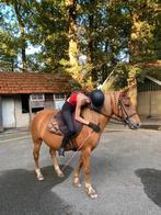 Verzorger/bijrijder aangeboden, Ophalen, Nieuw