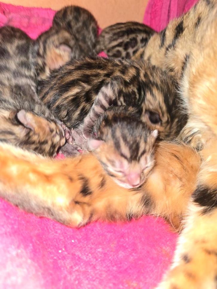 Bengaal kittens, Dieren en Toebehoren, Katten en Kittens | Raskatten | Korthaar, Meerdere dieren, Ontwormd, Ingeënt