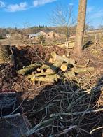 vers populieren hout stammen, Tuin en Terras, Haardhout, Ophalen of Verzenden, Overige houtsoorten