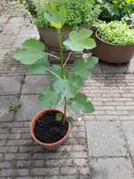 Jonge vijgenboom in pot, Tuin en Terras, Planten | Bomen, In pot, Bloeit niet, Halfschaduw, 100 tot 250 cm